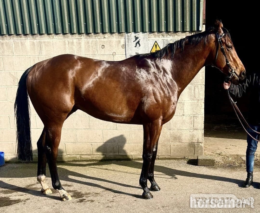 "Smartanck" Bay Gelding Ex Racehorse - Horses in Warthill