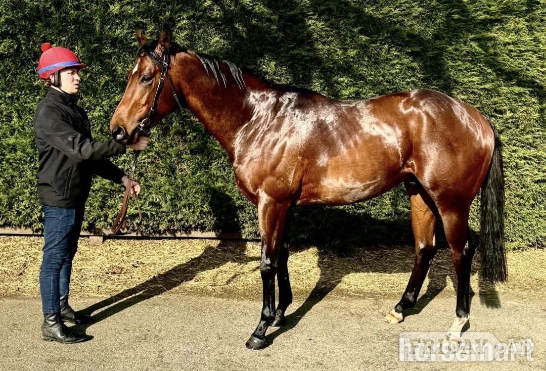 "Smartanck" Bay Gelding Ex Racehorse - Horses