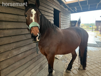 "Darcy" Bay Mare All Rounder