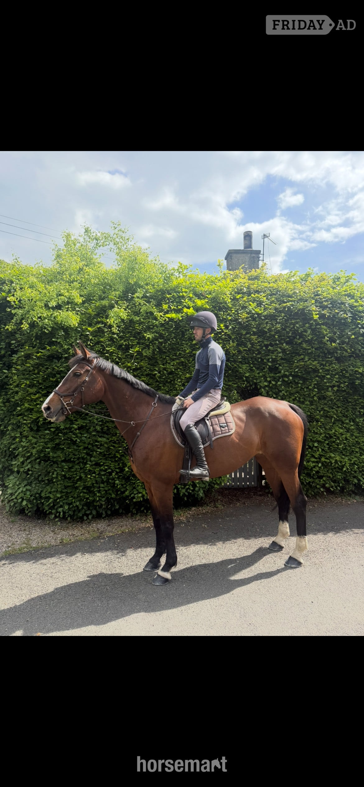 "Penny" Bay Mare All Rounder in Newcastle u-Tyne