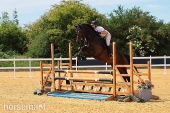 "Striking" Bay Gelding Show Jumper