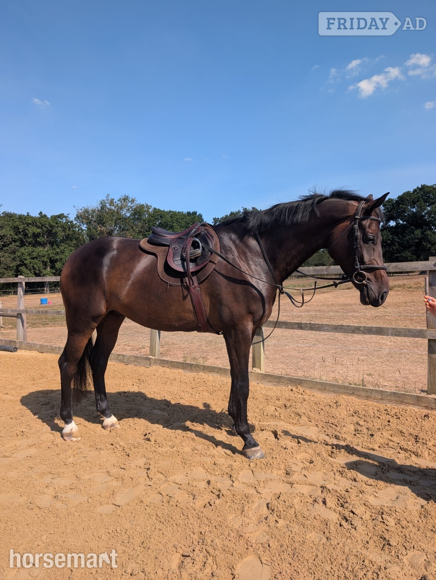 "Striking" Bay Gelding Show Jumper