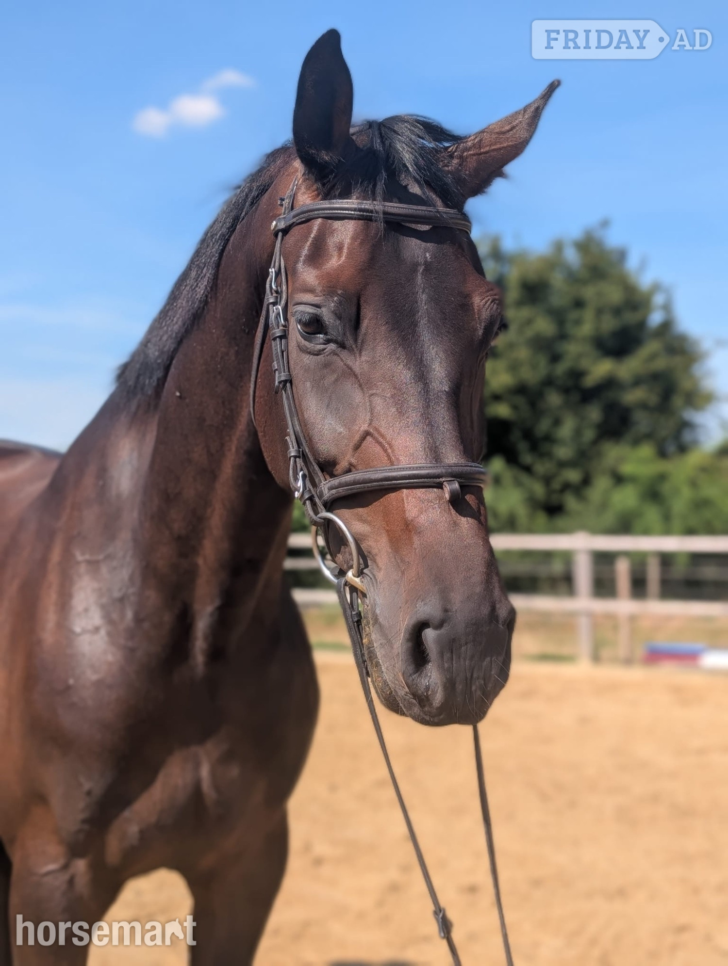 Bunwell "Striking" Bay Gelding Show Jumper