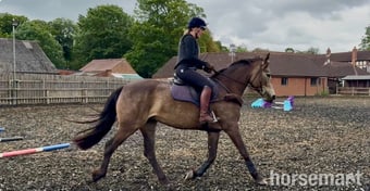 "Willow" Buckskin Mare All Rounder