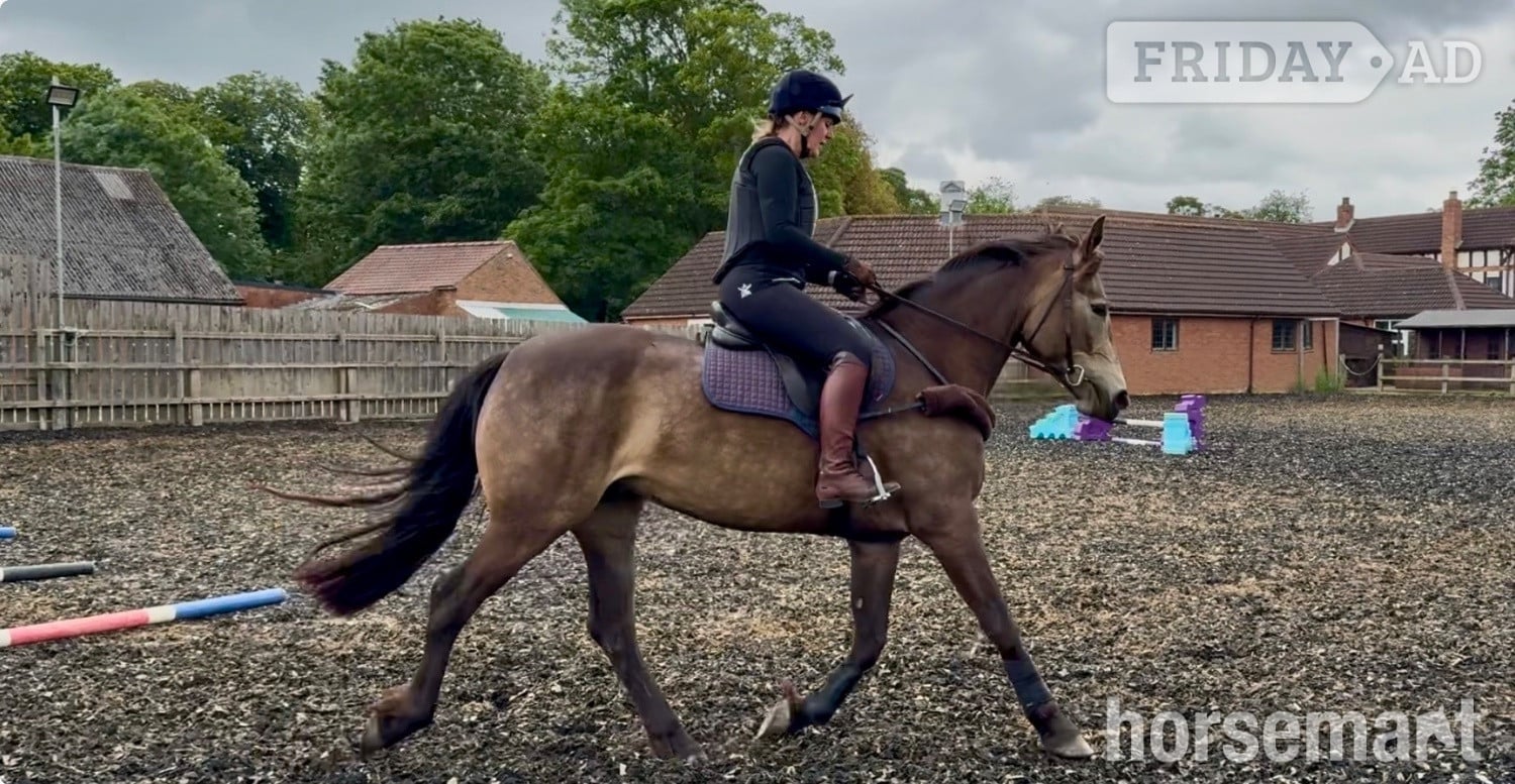 "Willow" Buckskin Mare All Rounder in Alford