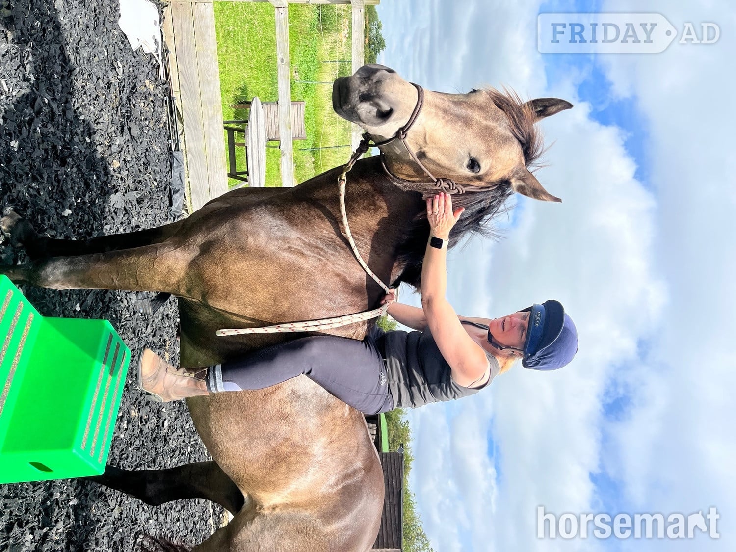 "Willow" Buckskin Mare All Rounder