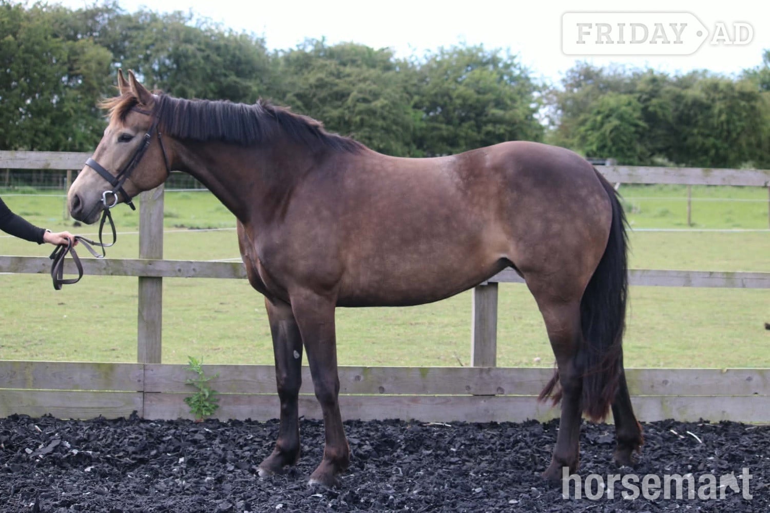 Alford "Willow" Buckskin Mare All Rounder