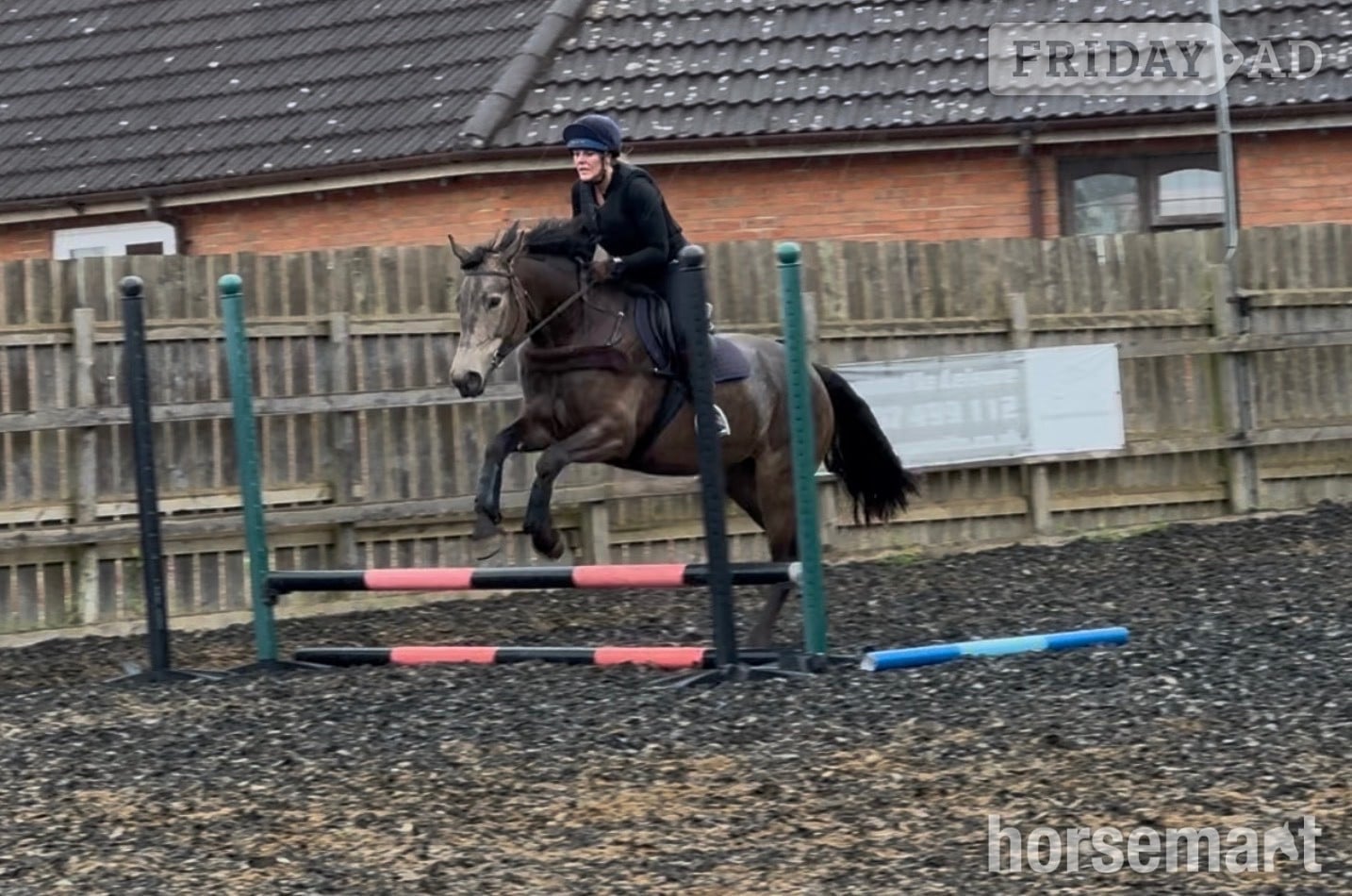 "Willow" Buckskin Mare All Rounder - Horses in Alford