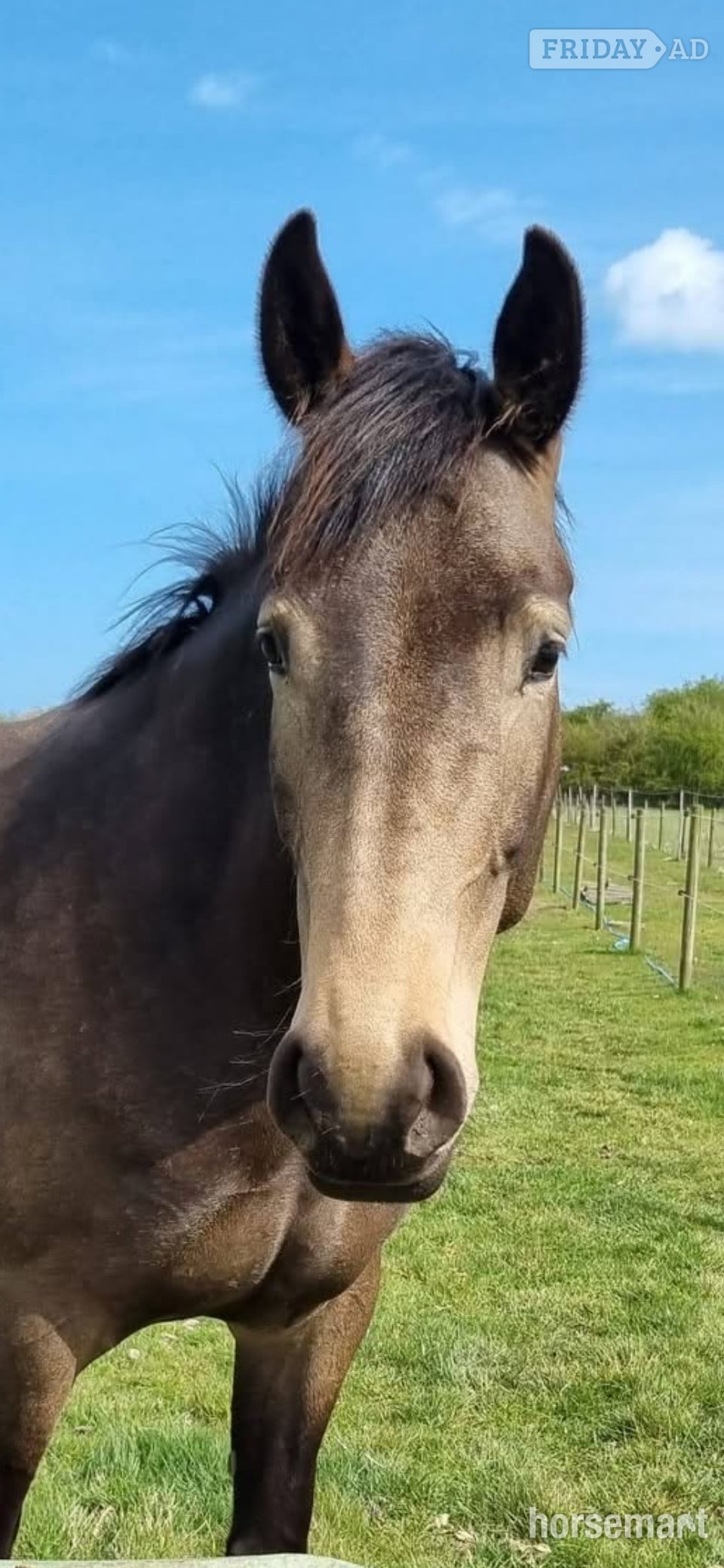 "Willow" Buckskin Mare All Rounder - Horses