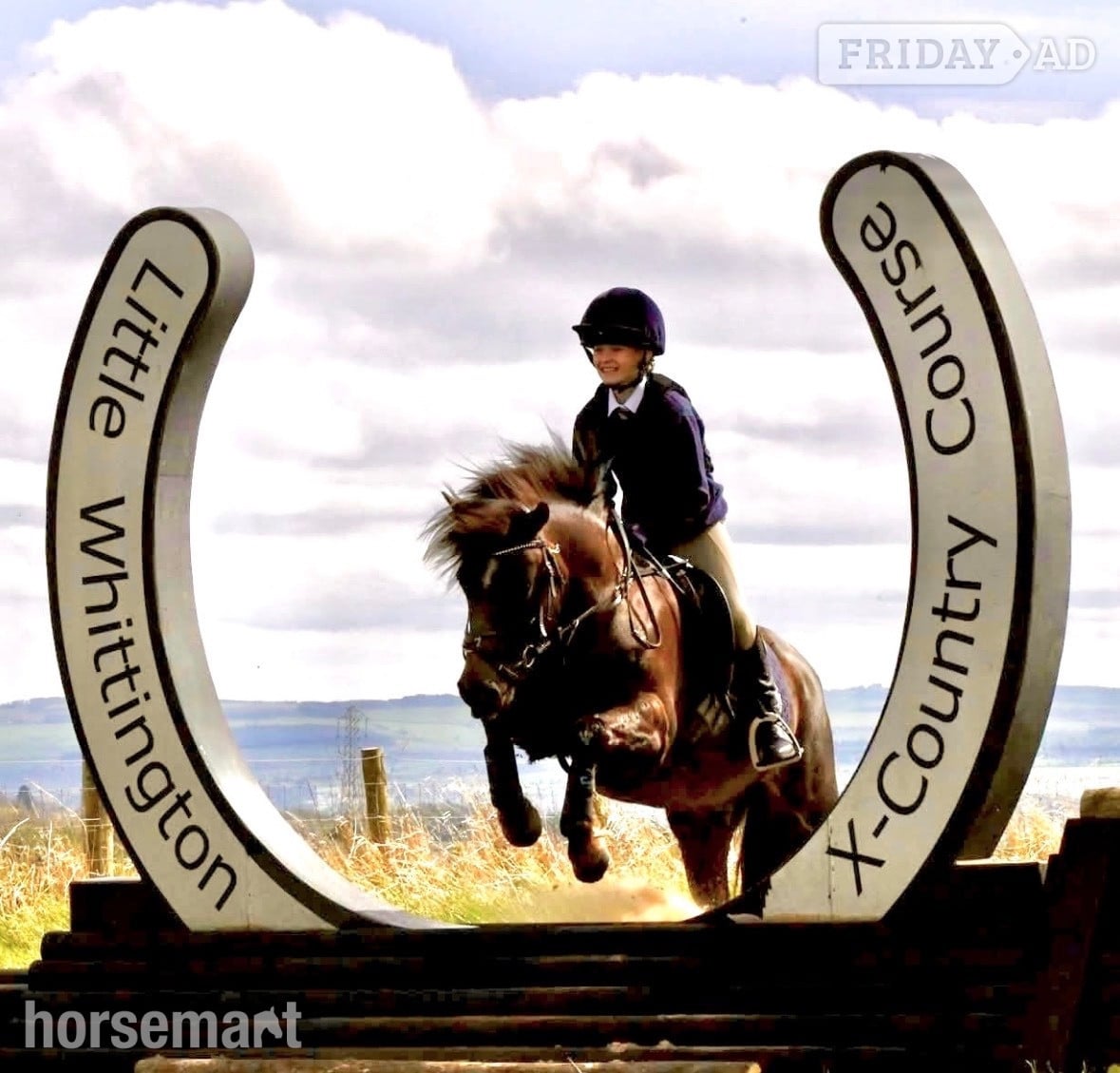 "Jimmy" Liver Chestnut Gelding All Rounder in Durham