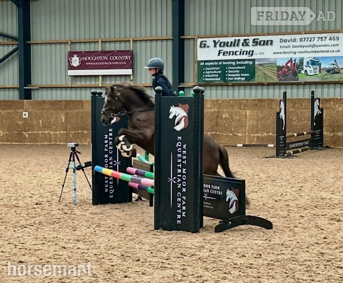 "Jimmy" Liver Chestnut Gelding All Rounder
