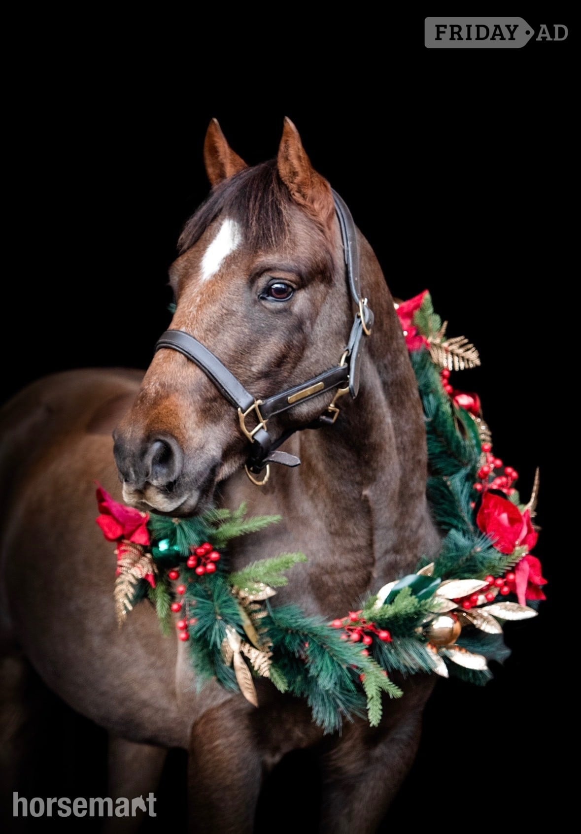 Durham "Jimmy" Liver Chestnut Gelding All Rounder