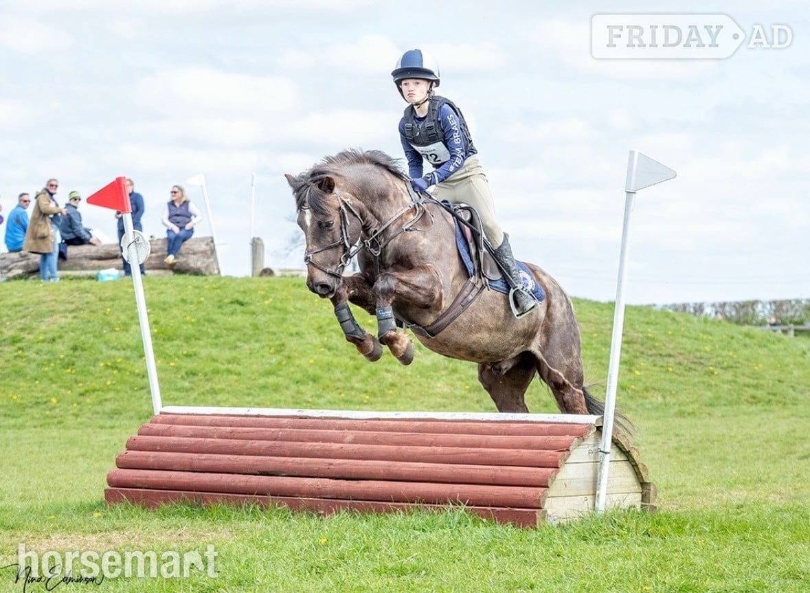 "Jimmy" Liver Chestnut Gelding All Rounder - Horses in Durham
