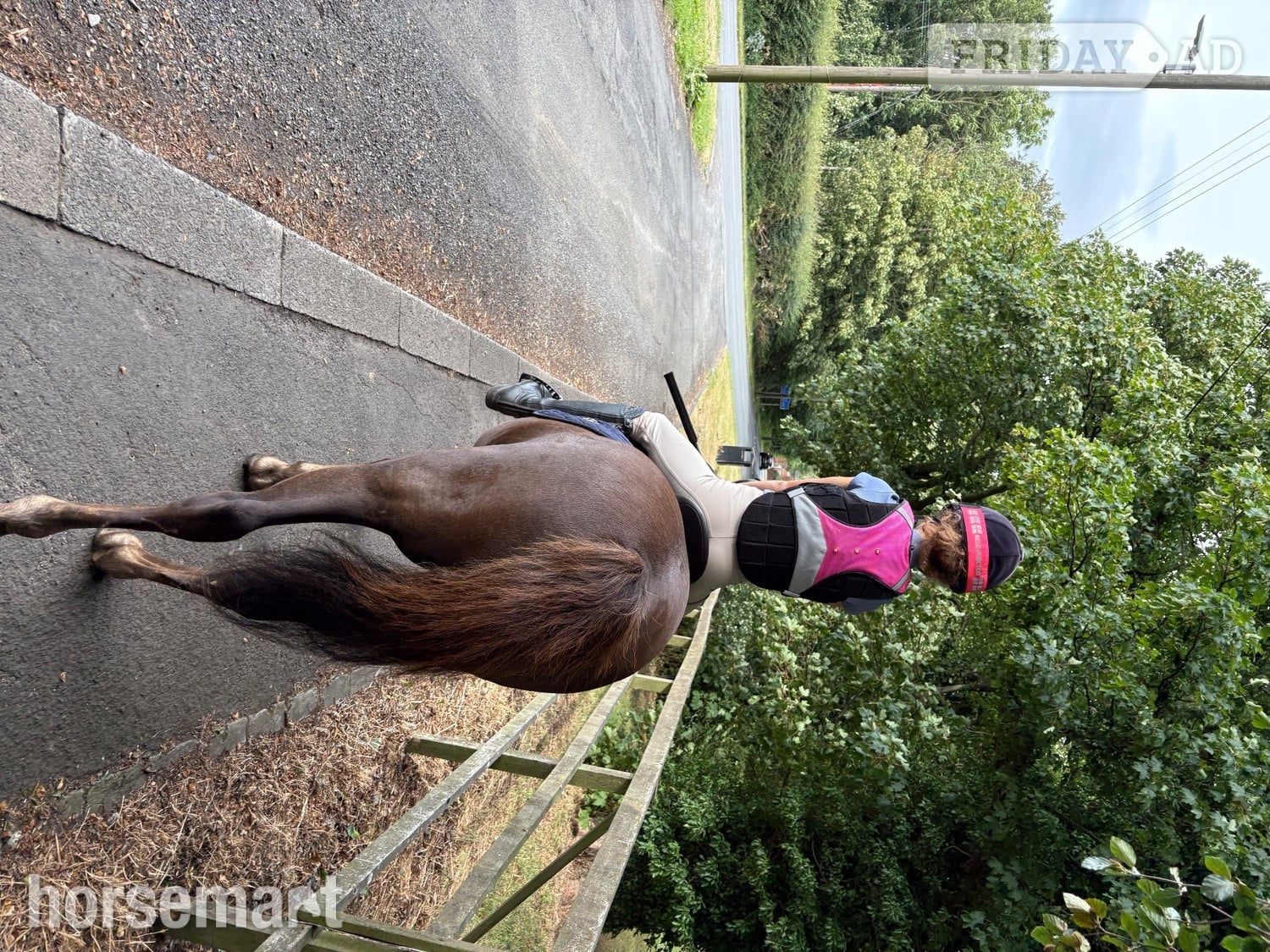 "Jimmy" Liver Chestnut Gelding All Rounder - Horses