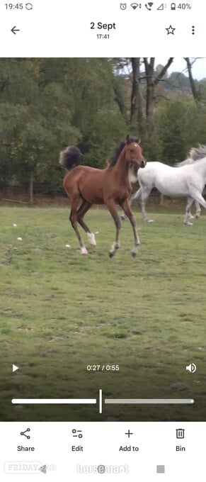 "Amira" Grey Filly Youngstock / Foal