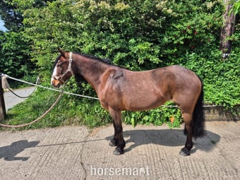 "Callie" Bay Mare All Rounder