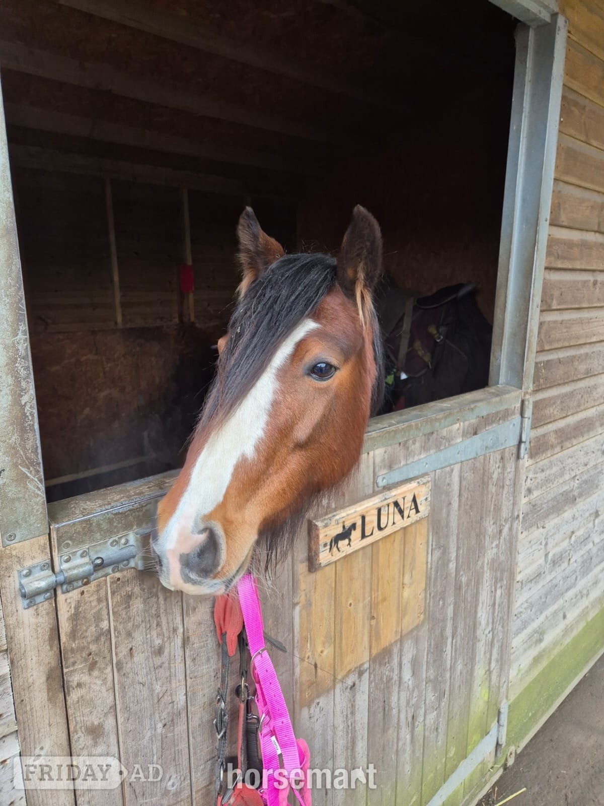 Huddersfield "Callie" Bay Mare All Rounder