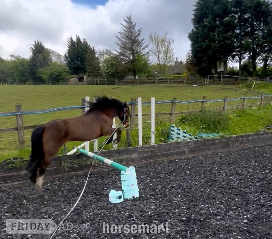 "Callie" Bay Mare All Rounder - Horses in Huddersfield