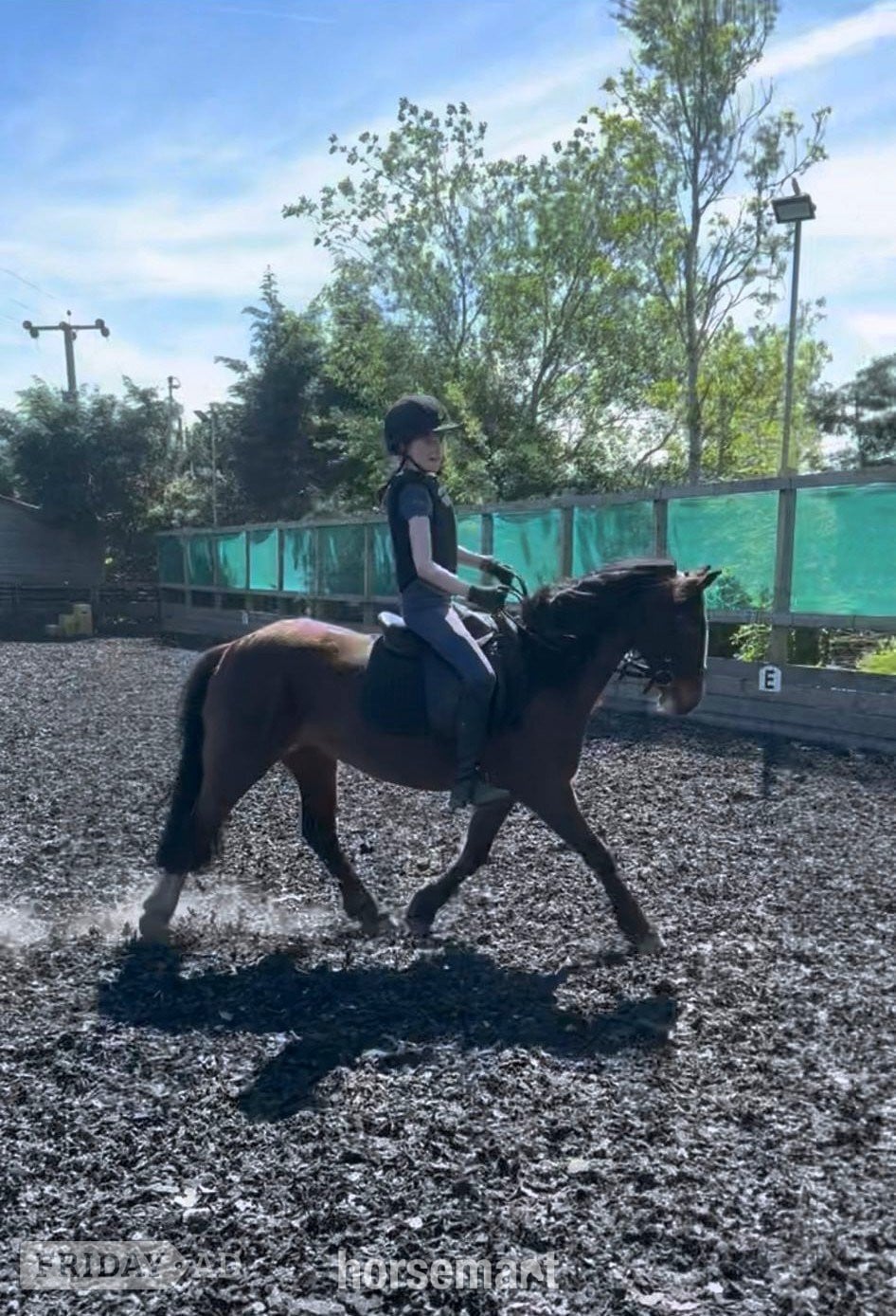 "Callie" Bay Mare All Rounder