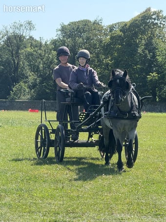 "RSPCA Lucy"  Mare Driving Horse