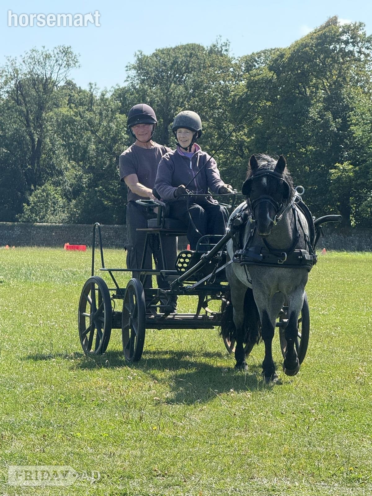 "RSPCA Lucy"  Mare Driving Horse in Falkirk