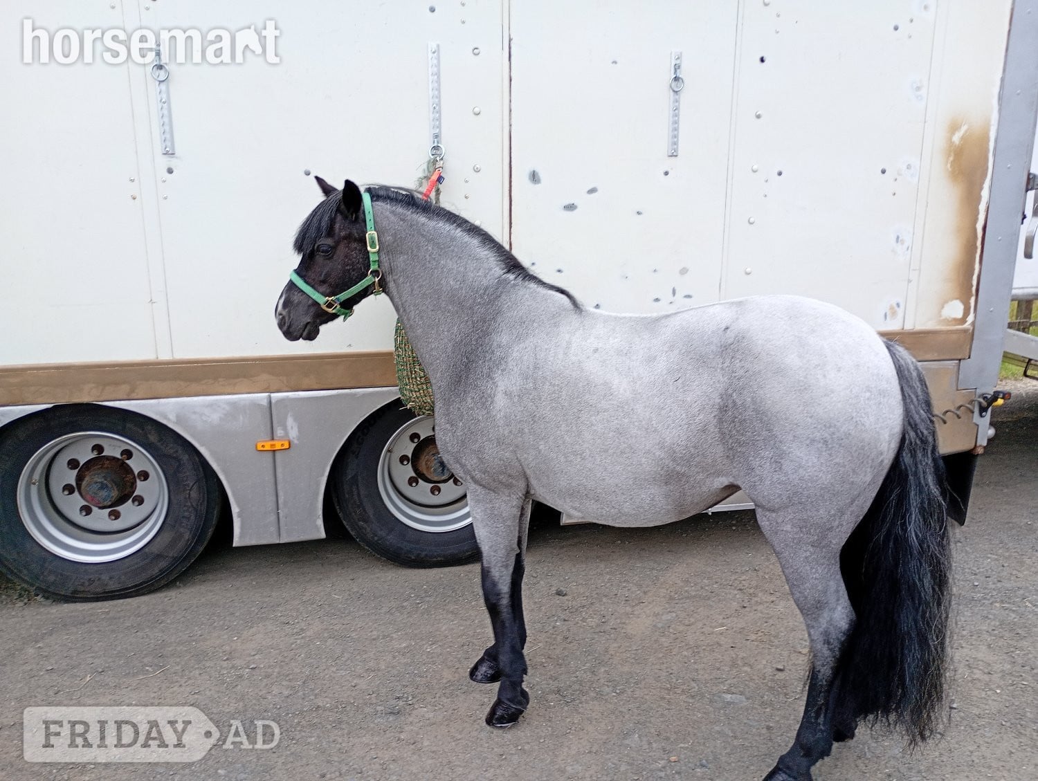 "RSPCA Lucy"  Mare Driving Horse