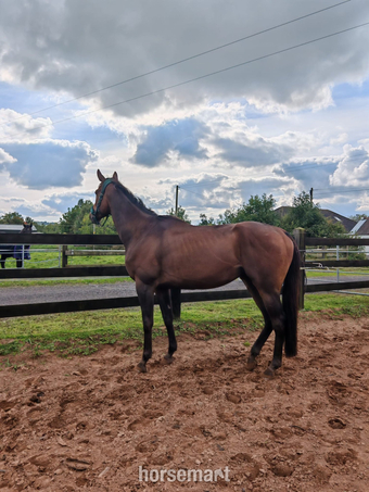 "Archie" Bay Gelding All Rounder