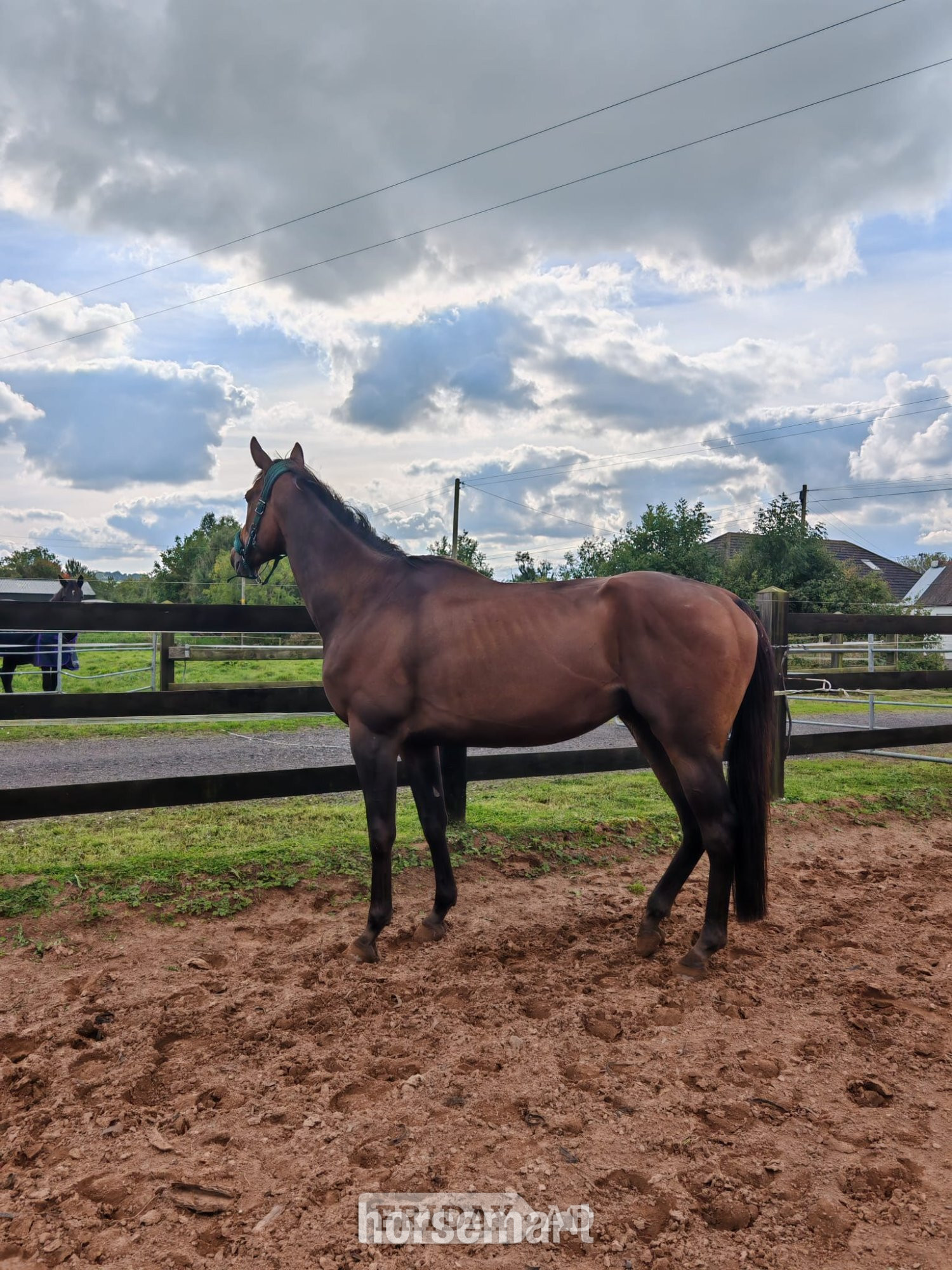 "Archie" Bay Gelding All Rounder in Antrim Town