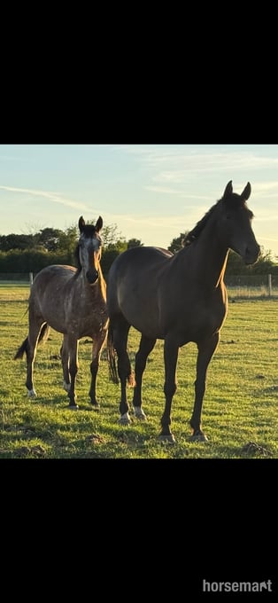 "Horse" Spotted Mare All Rounder