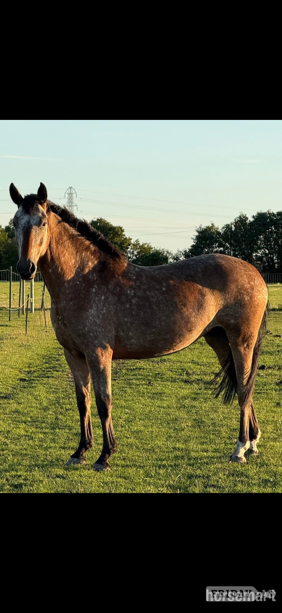 "Horse" Spotted Mare All Rounder