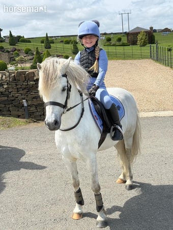 "Revel" Grey Gelding Lead Rein/First Ridden Pony