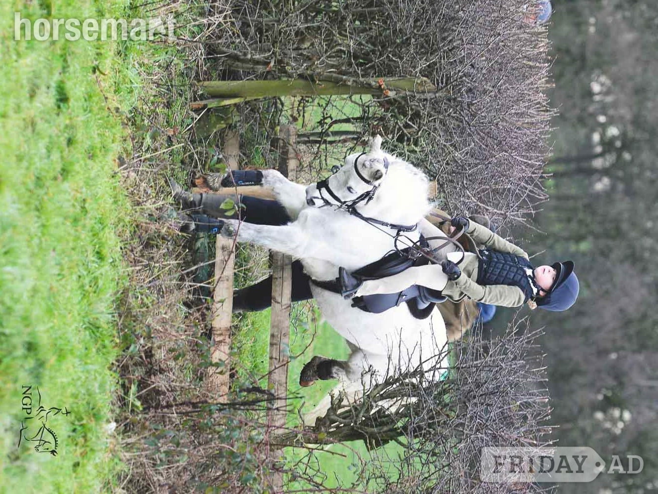 "Revel" Grey Gelding Lead Rein/First Ridden Pony