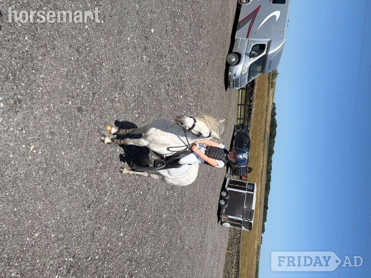 Oldham "Revel" Grey Gelding Lead Rein/First Ridden Pony