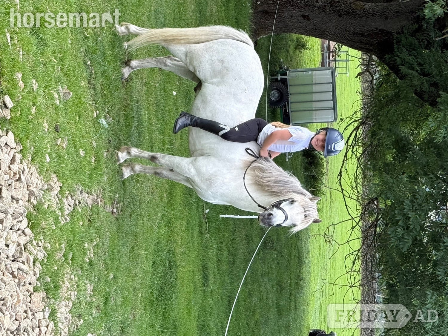 "Revel" Grey Gelding Lead Rein/First Ridden Pony - Horses in Oldham