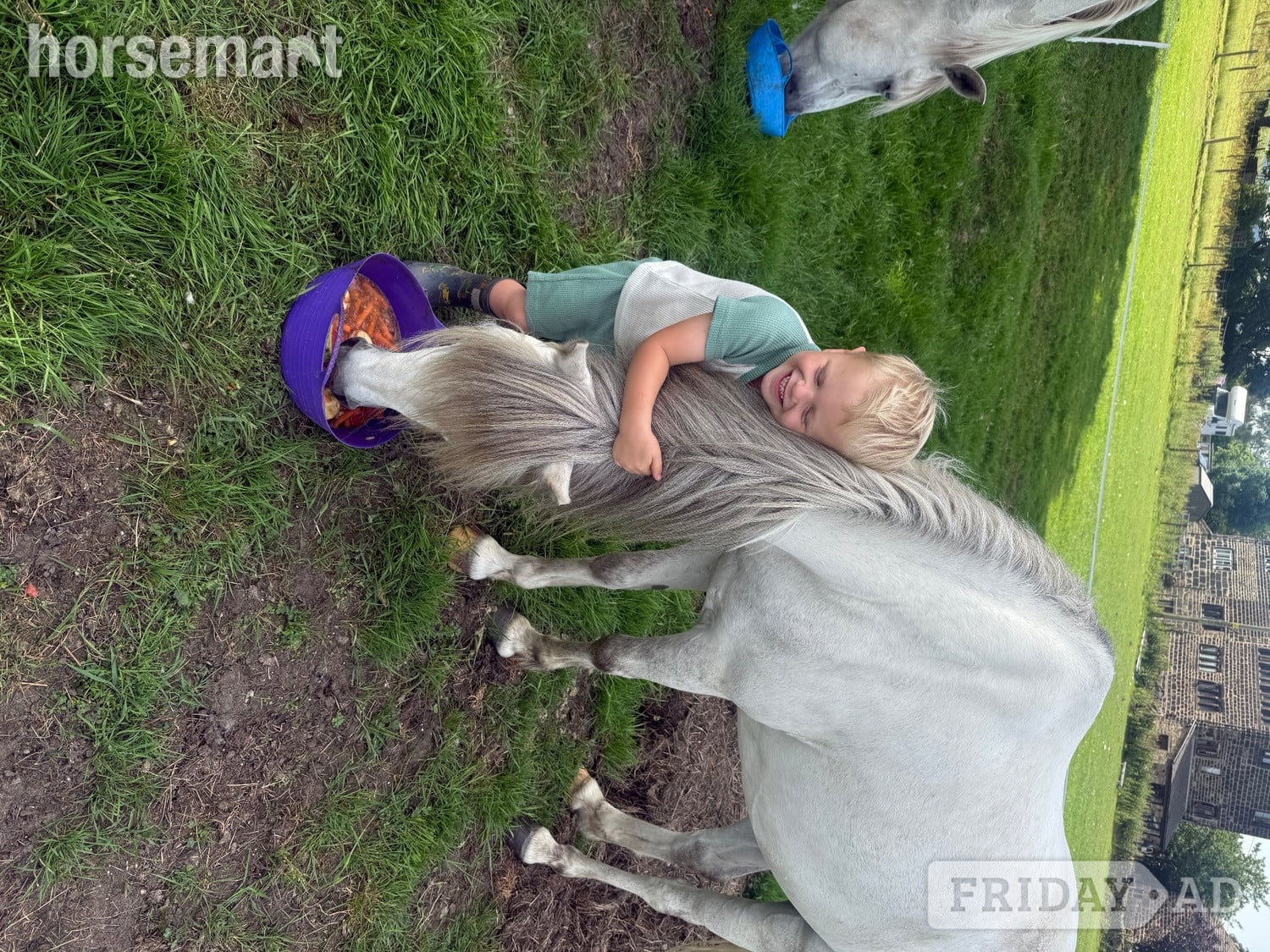 "Revel" Grey Gelding Lead Rein/First Ridden Pony - Horses