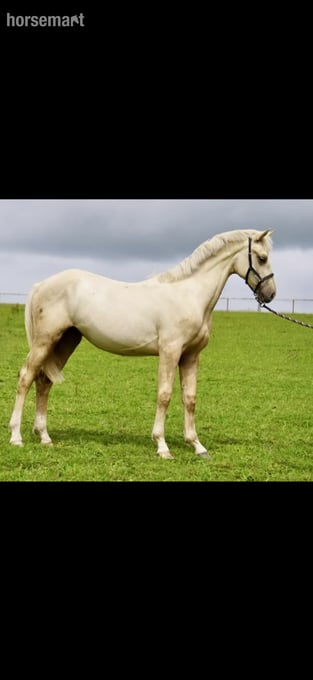 "Springtyme Al Pachino (“Chino”)" Palomino Gelding Youngstock / Foal