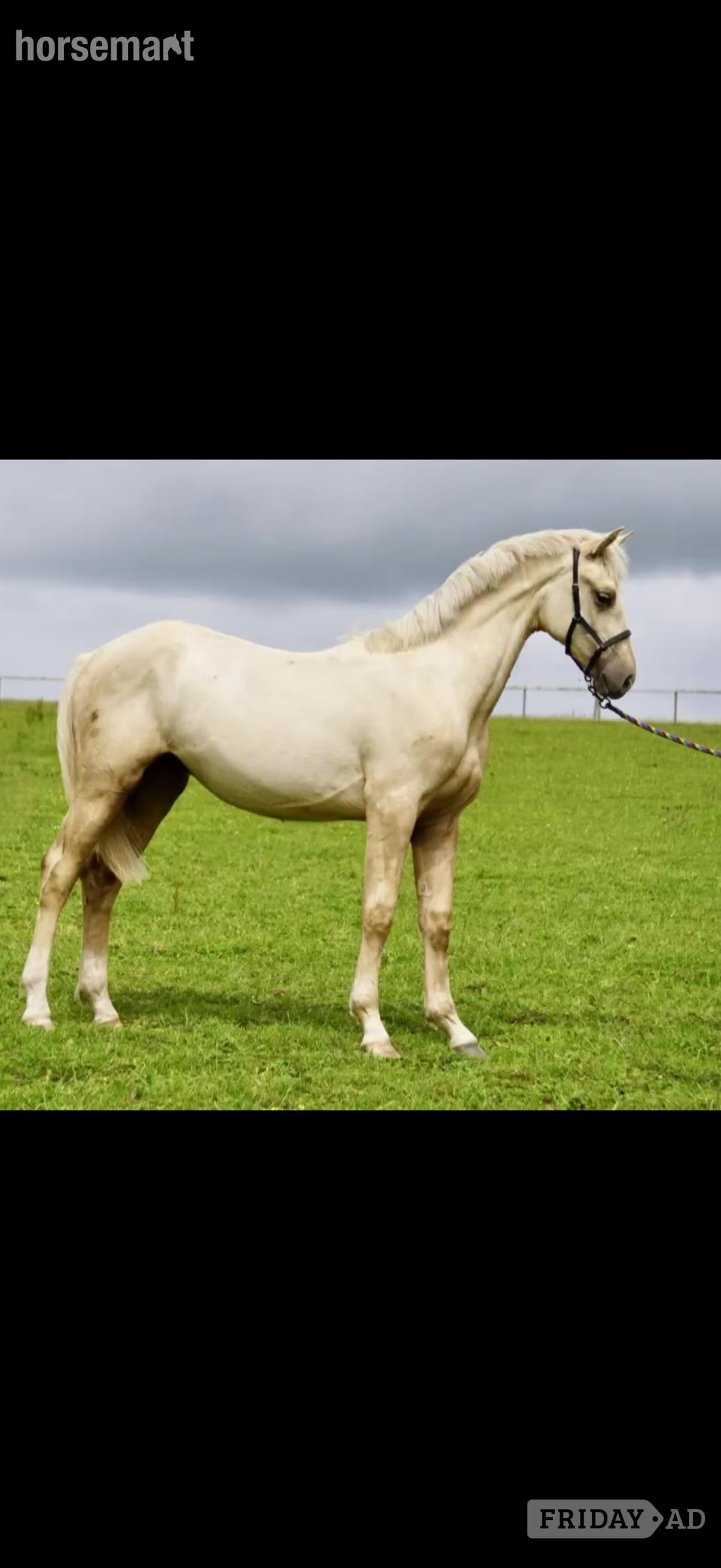 "Springtyme Al Pachino (“Chino”)" Palomino Gelding Youngstock / Foal in Carmarthen