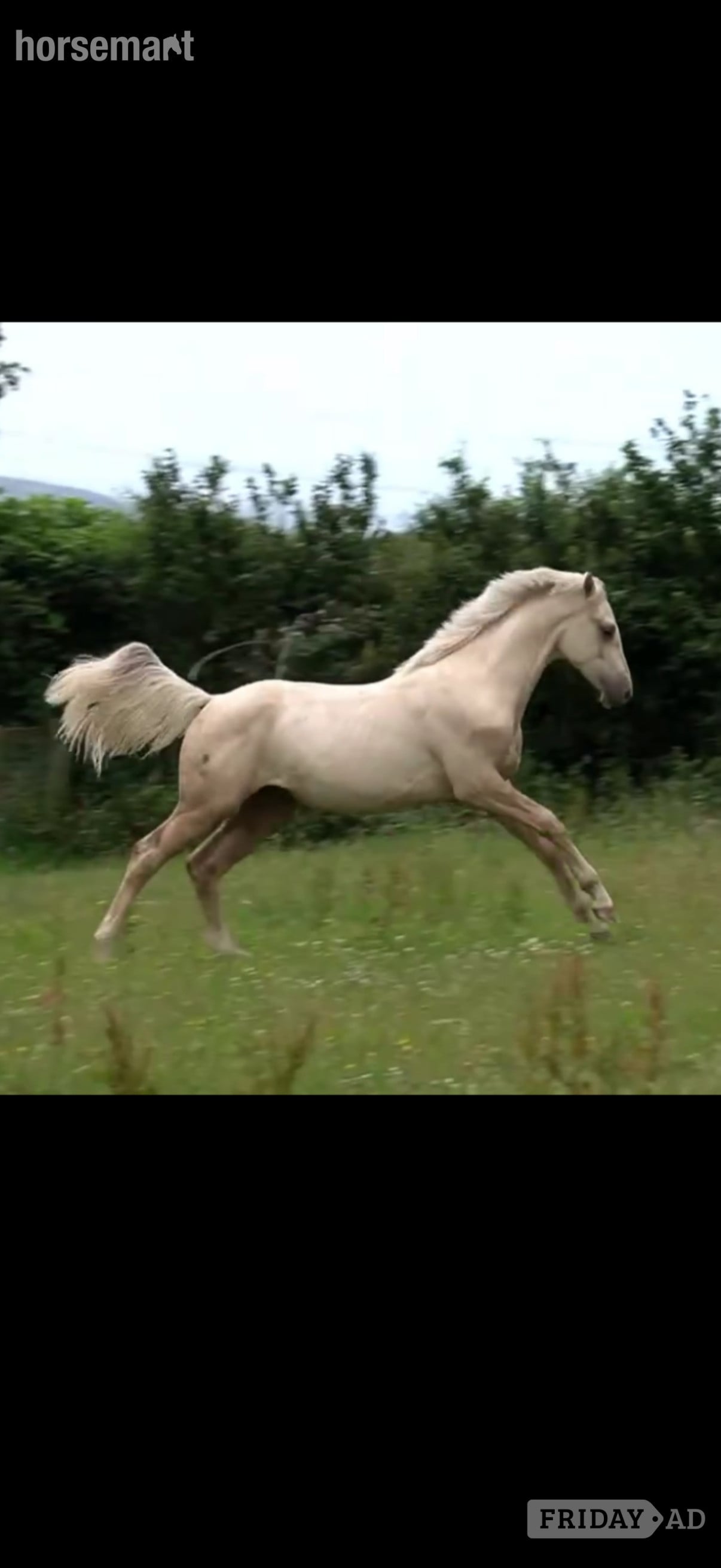 "Springtyme Al Pachino (“Chino”)" Palomino Gelding Youngstock / Foal
