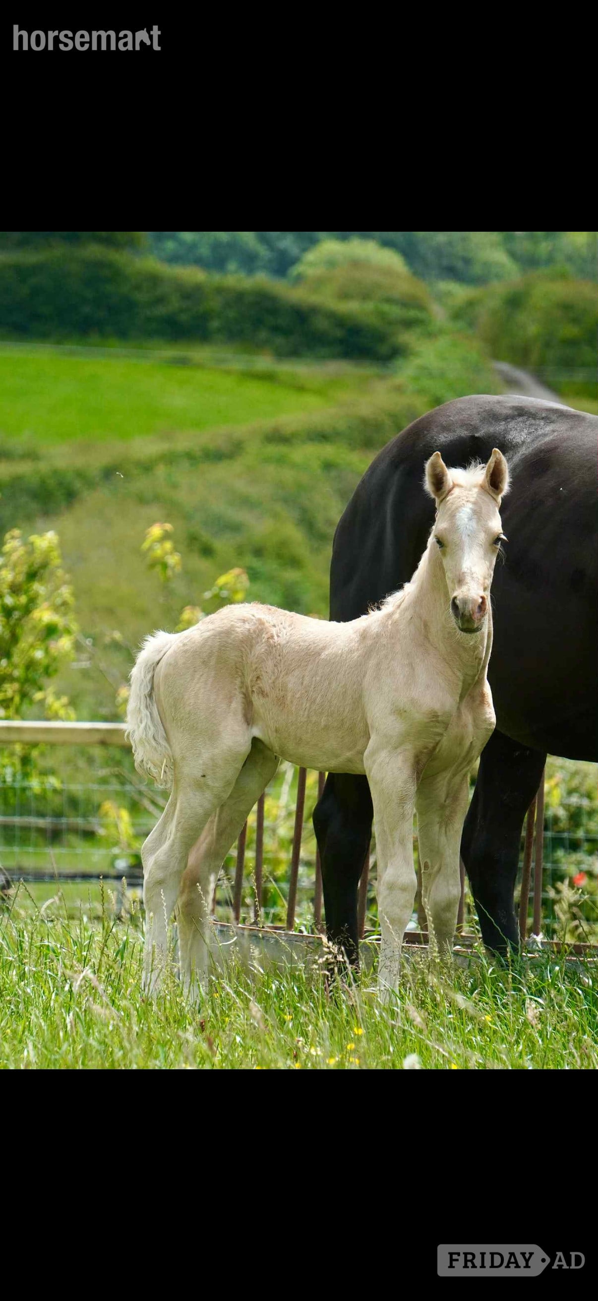 Carmarthen "Springtyme Al Pachino (“Chino”)" Palomino Gelding Youngstock / Foal