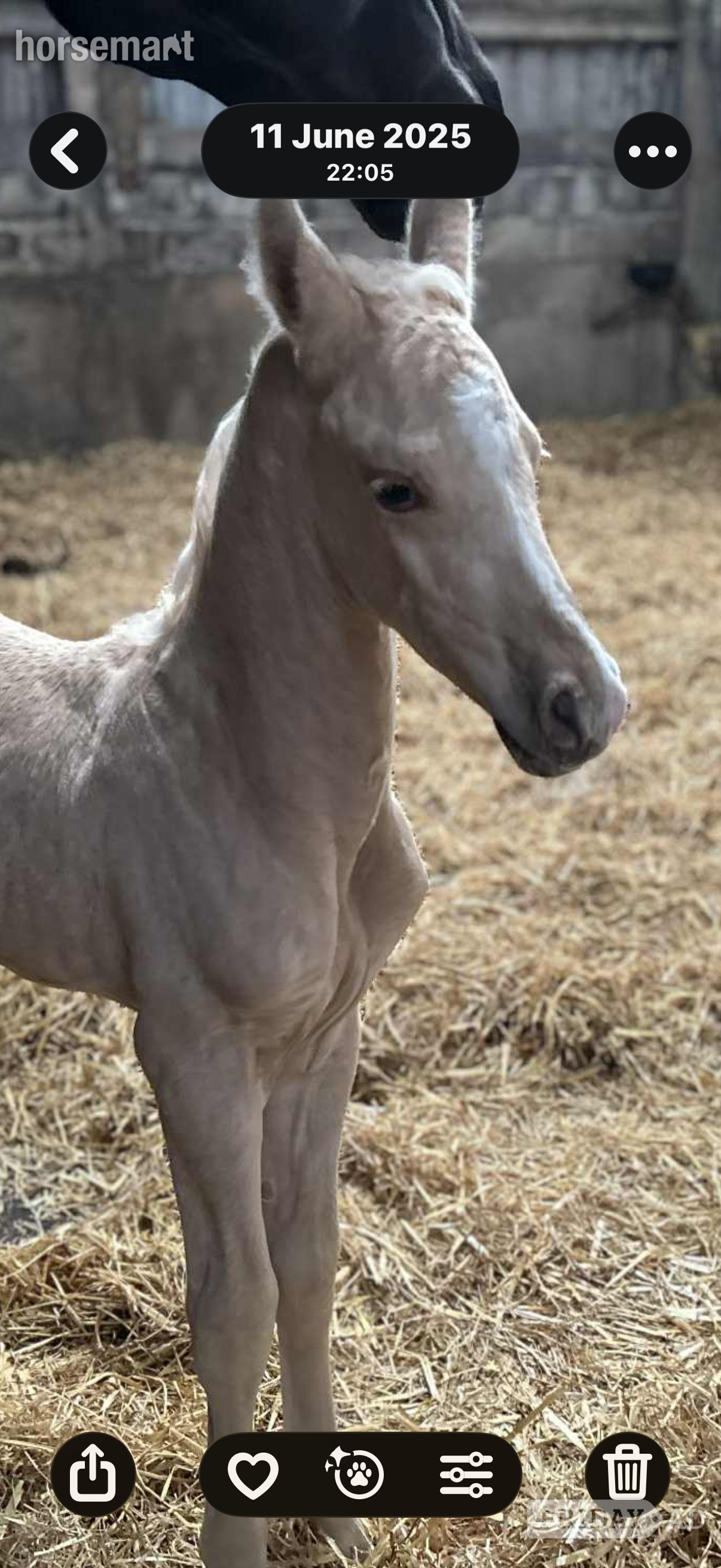 "Springtyme Al Pachino (“Chino”)" Palomino Gelding Youngstock / Foal - Horses in Carmarthen