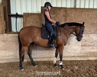 "Dominic" Bay Gelding All Rounder