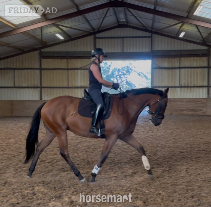 "Dominic" Bay Gelding All Rounder