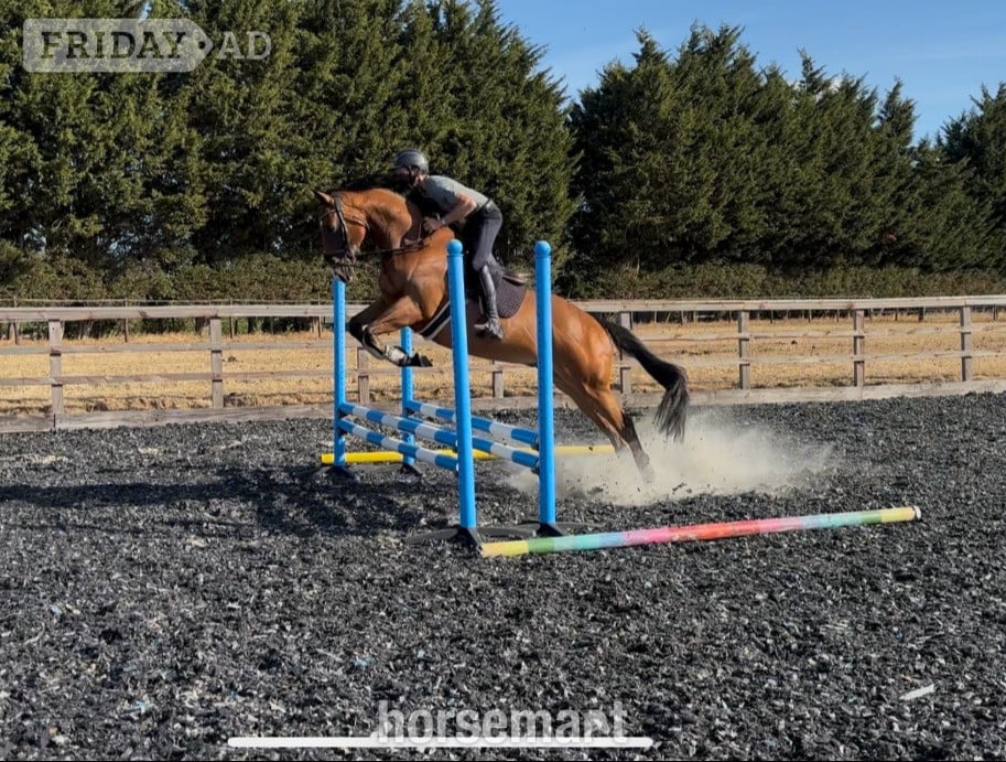 Towcester "Dominic" Bay Gelding All Rounder