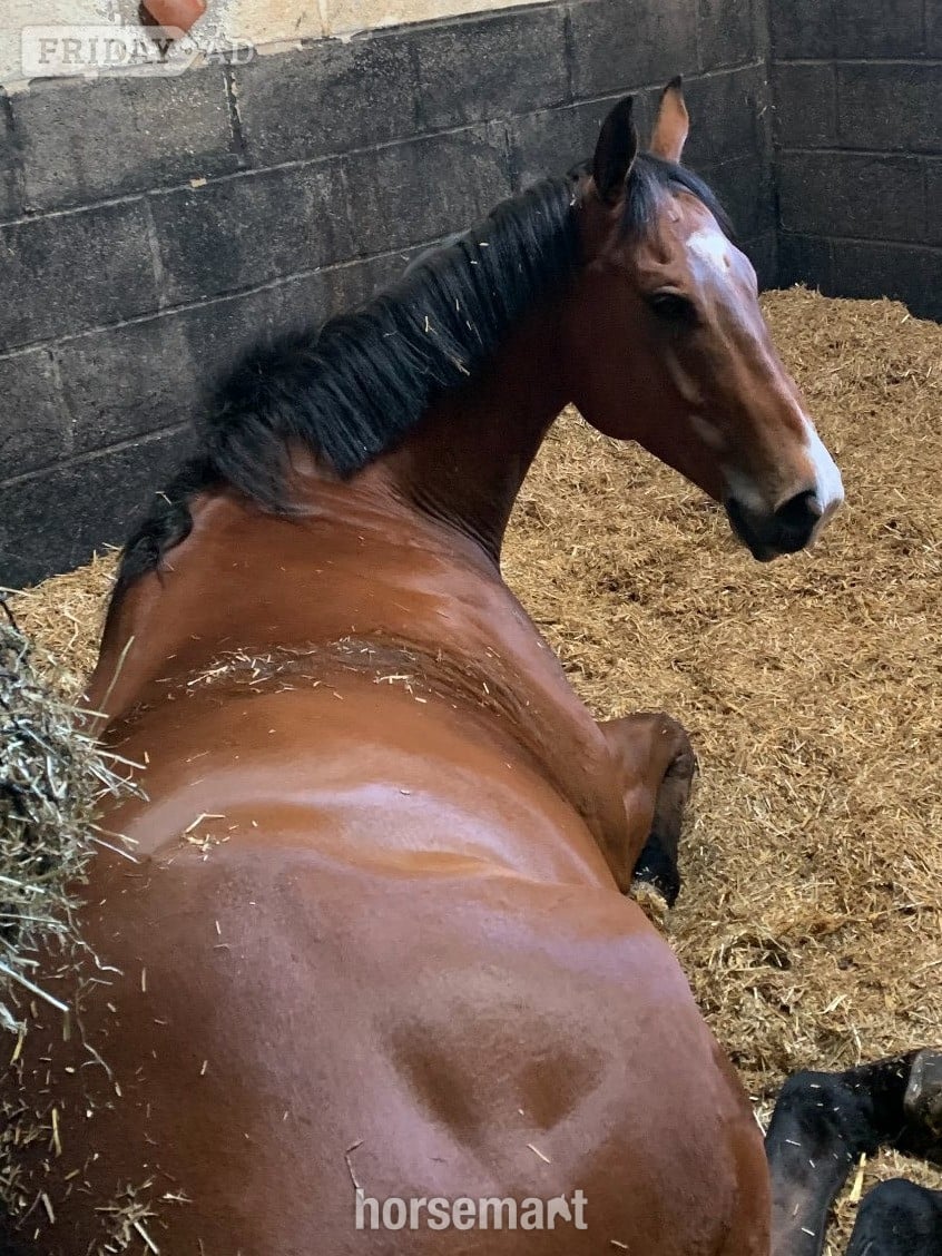 "Dominic" Bay Gelding All Rounder - Horses in Towcester