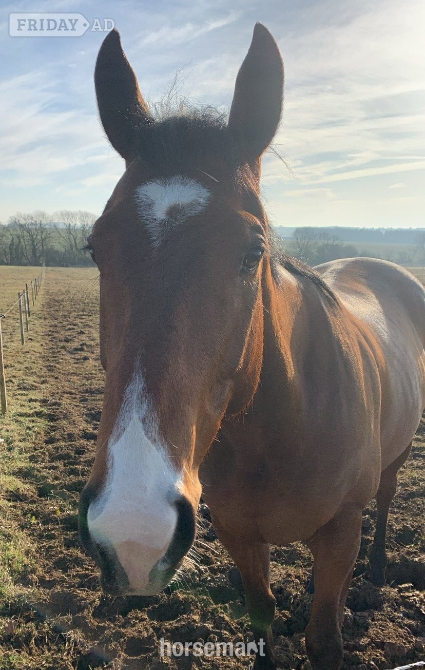 "Dominic" Bay Gelding All Rounder - Horses