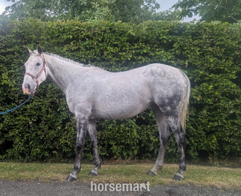 "Snowdrop " Grey Mare Happy Hacker