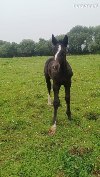 "Rossi" Grey Colt Youngstock / Foal