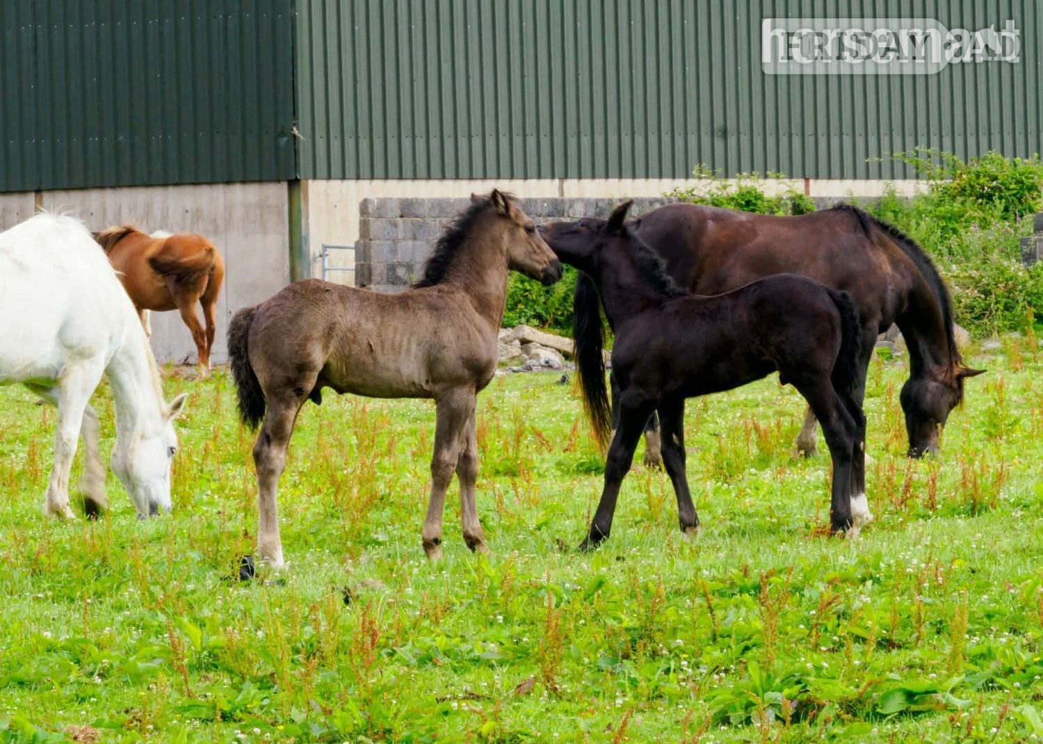 "Rossi" Grey Colt Youngstock / Foal