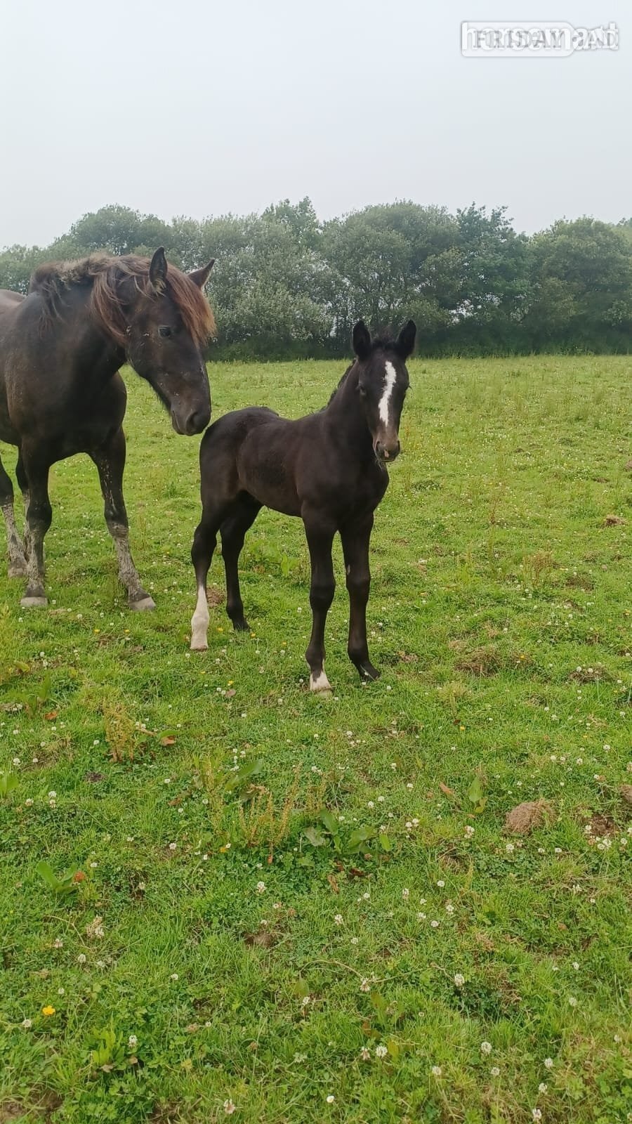 Carmarthen "Rossi" Grey Colt Youngstock / Foal