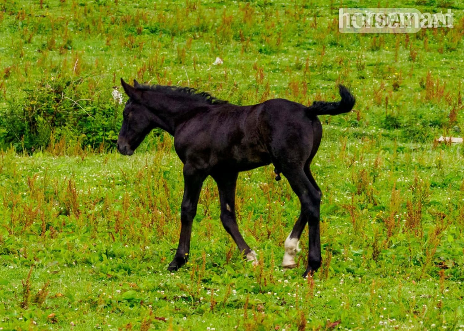 "Rossi" Grey Colt Youngstock / Foal - Horses in Carmarthen
